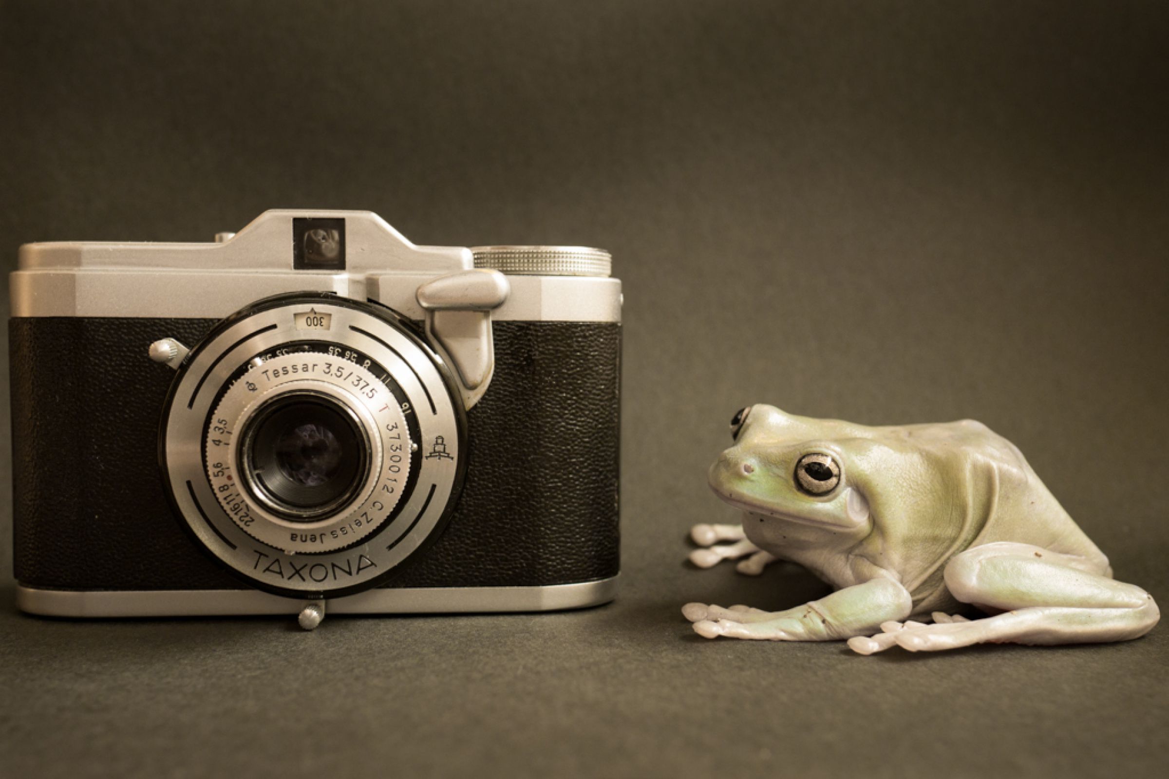 ZEISS IKON TAXONA TESSAR 3.5/37.5 T タクソナ ZEISS IKON CAMERA