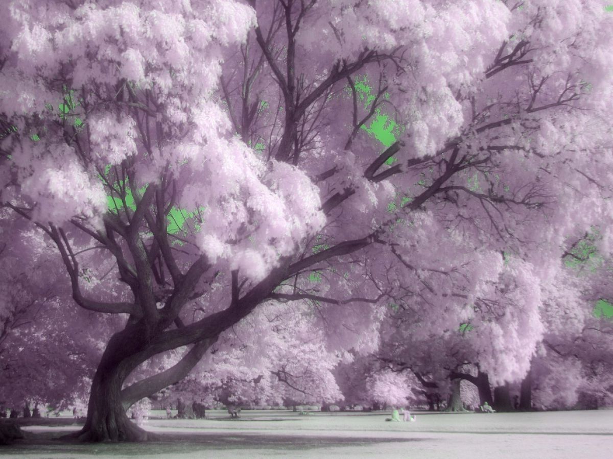 赤外撮影記第4回】赤外線写真を撮ってみよう！（カラー赤外編） | GANREF