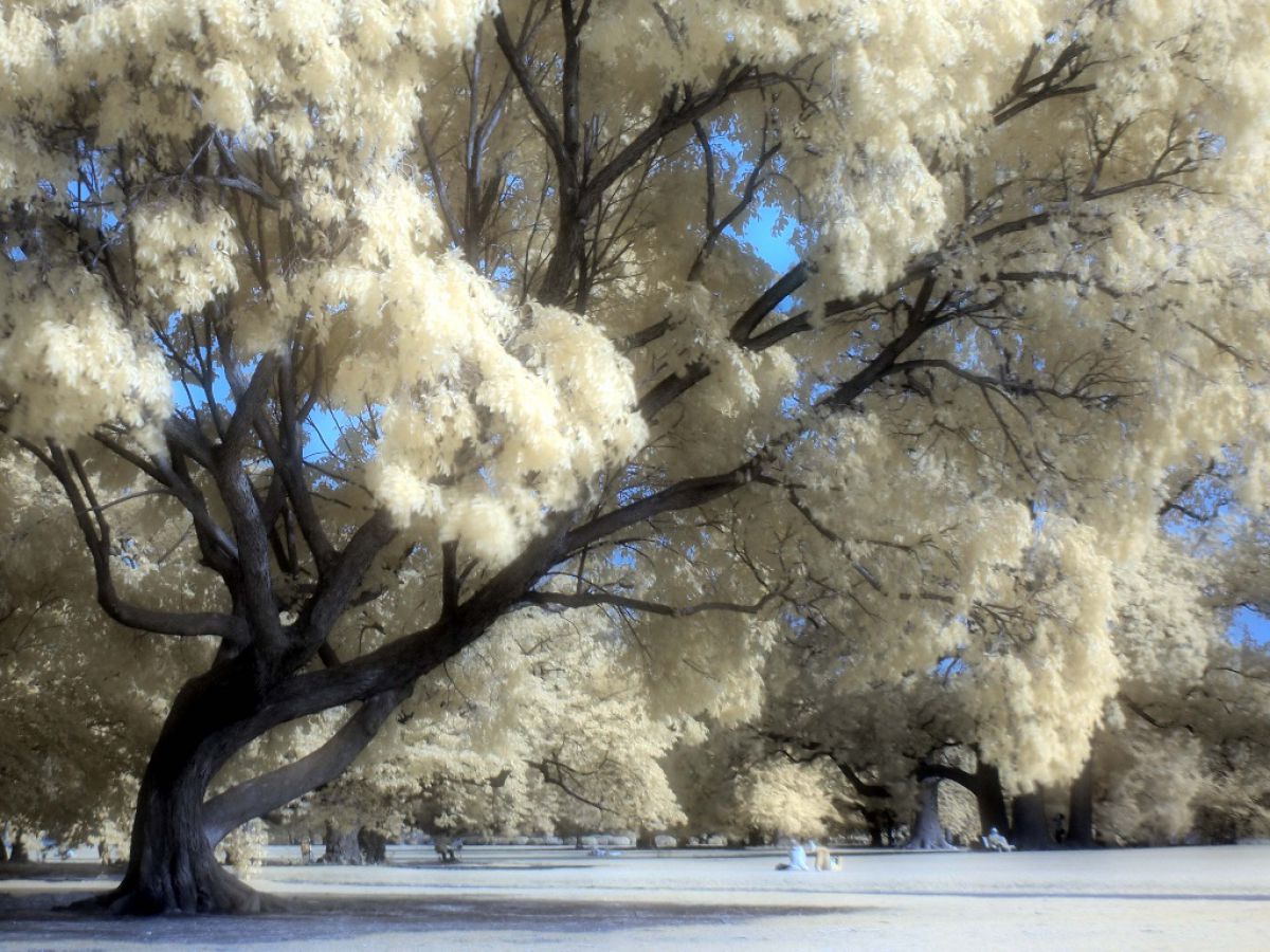 赤外撮影記第4回】赤外線写真を撮ってみよう！（カラー赤外編） | GANREF