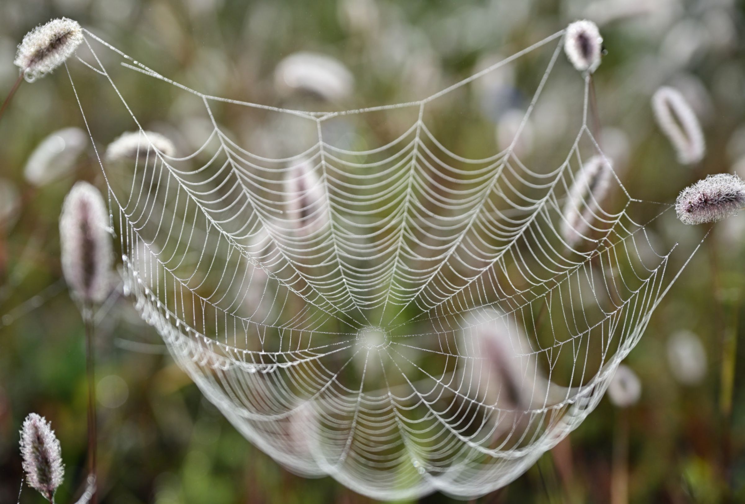 蜘蛛の巣アート | GANREF