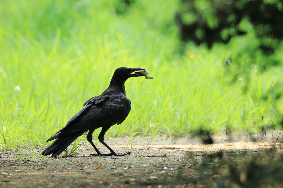 灼熱の夏 かたつむりを食す痩せたカラス 2u9a8449 Jpg 動物 家畜 Ganref