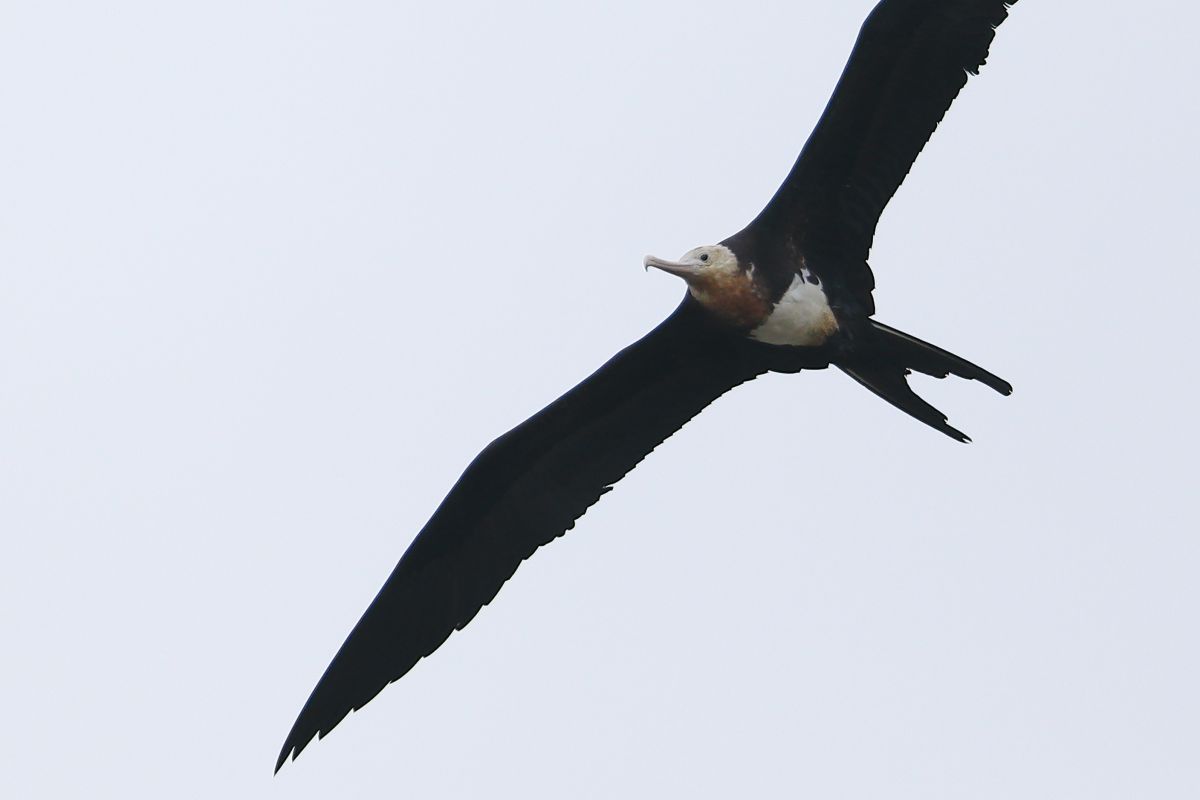 曇天を舞うオオグンカンドリ 動物 鳥類 Ganref