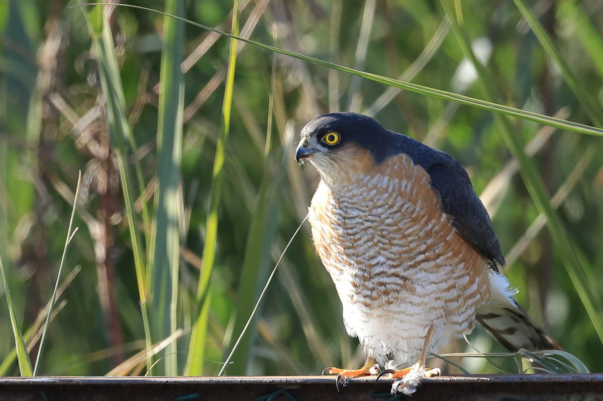 ハイタカ止まり至近距離 2u9a9621 Jpg 動物 鳥類 Ganref