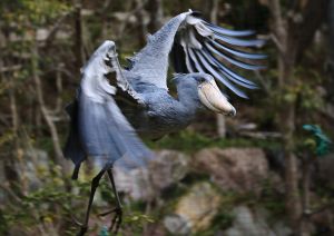 原画 鳥 ハシビロコウ #133 Amazon.co.jp: ハシビロコウ 絶滅危惧種 鳥 原画 エキゾチック