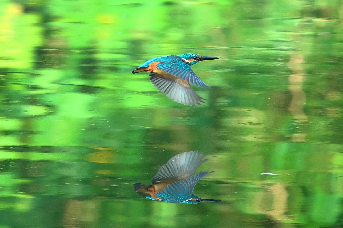 アルチビオ 4点 M.ZUIKO DIGITAL ED 150-400mm F4.5 TC1.25x IS PROで撮影された