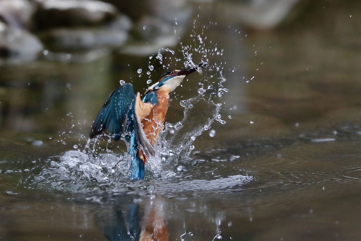 カワセミの狩 動物 鳥類 Ganref
