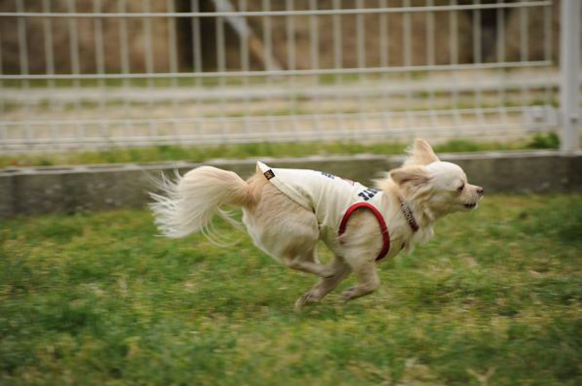 走る 動物 犬 Ganref