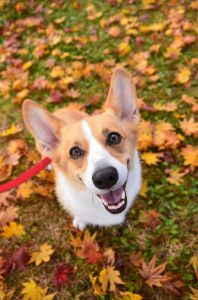 絵 題   犬と紅葉 最新作売れ筋が満載 絵 犬と紅葉 題 絵画 - 絵画