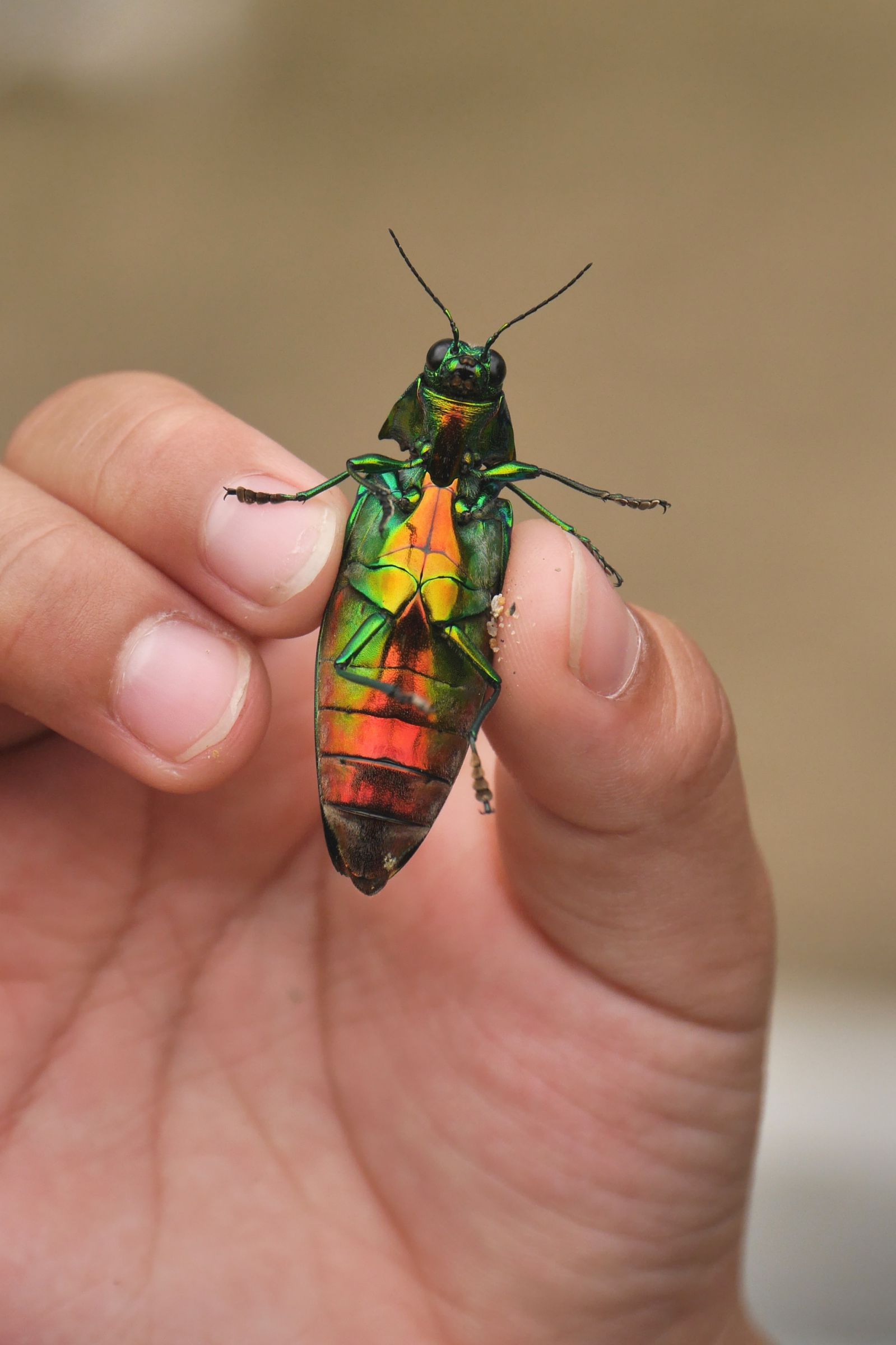 フカヒレ　ムカシタマムシ フカヒレ ムカシタマムシ Discover a place where jewel beetles