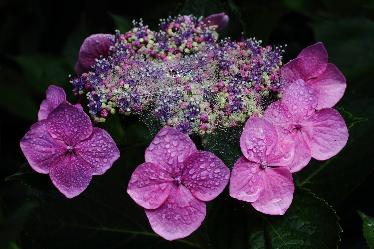 雨上がりの紫陽花 植物 花 花びら Ganref