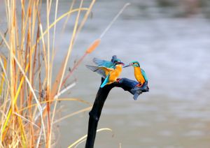 幸せの青い鳥 | GANREF