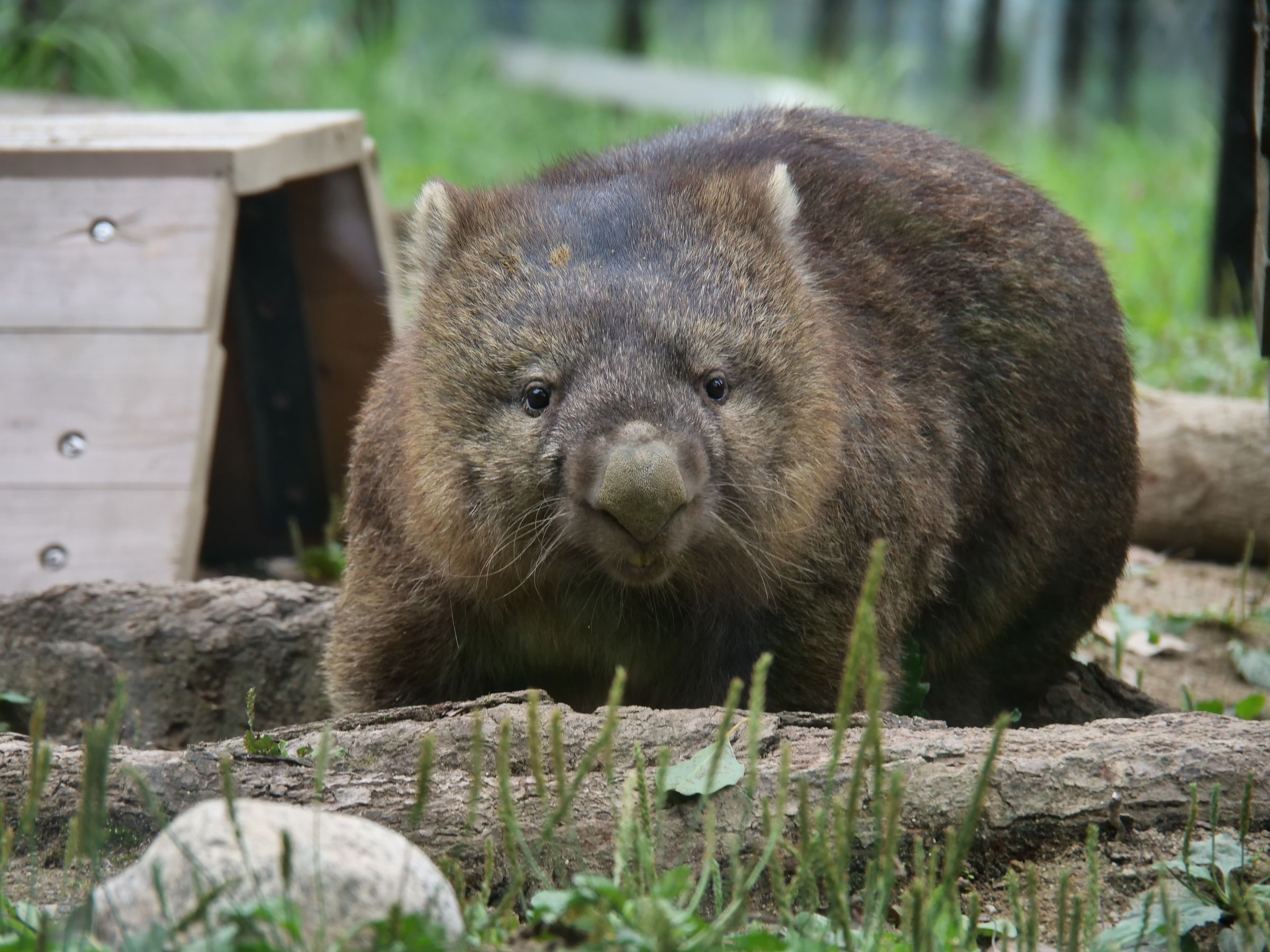 ウォンバット | GANREF