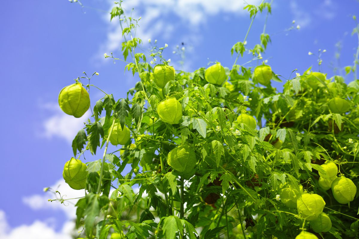 ふうせんかずら 植物 実 果実 Ganref ふうせんかずら 植物 実 果実 Ganref