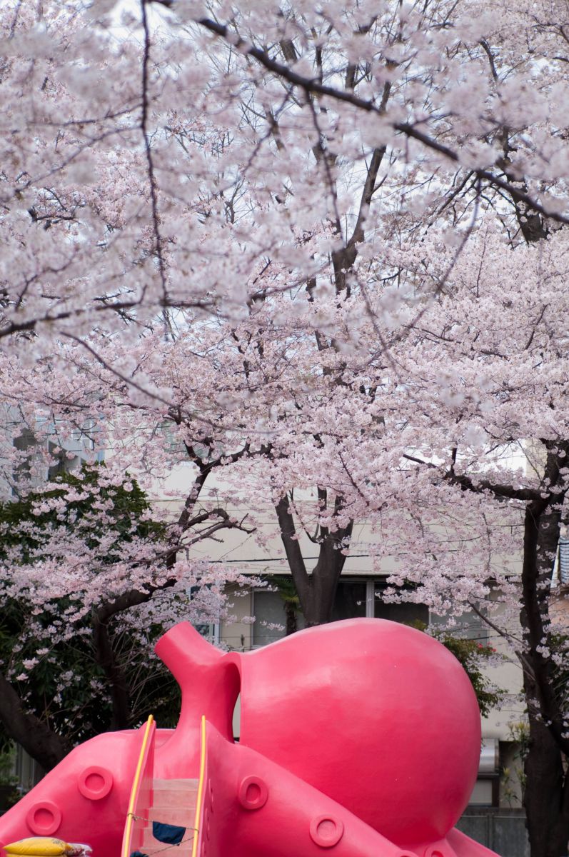 花見で一杯 街並み 建物 公園 Ganref