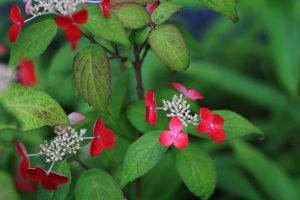小さな赤い紫陽花 植物 花 花びら Ganref