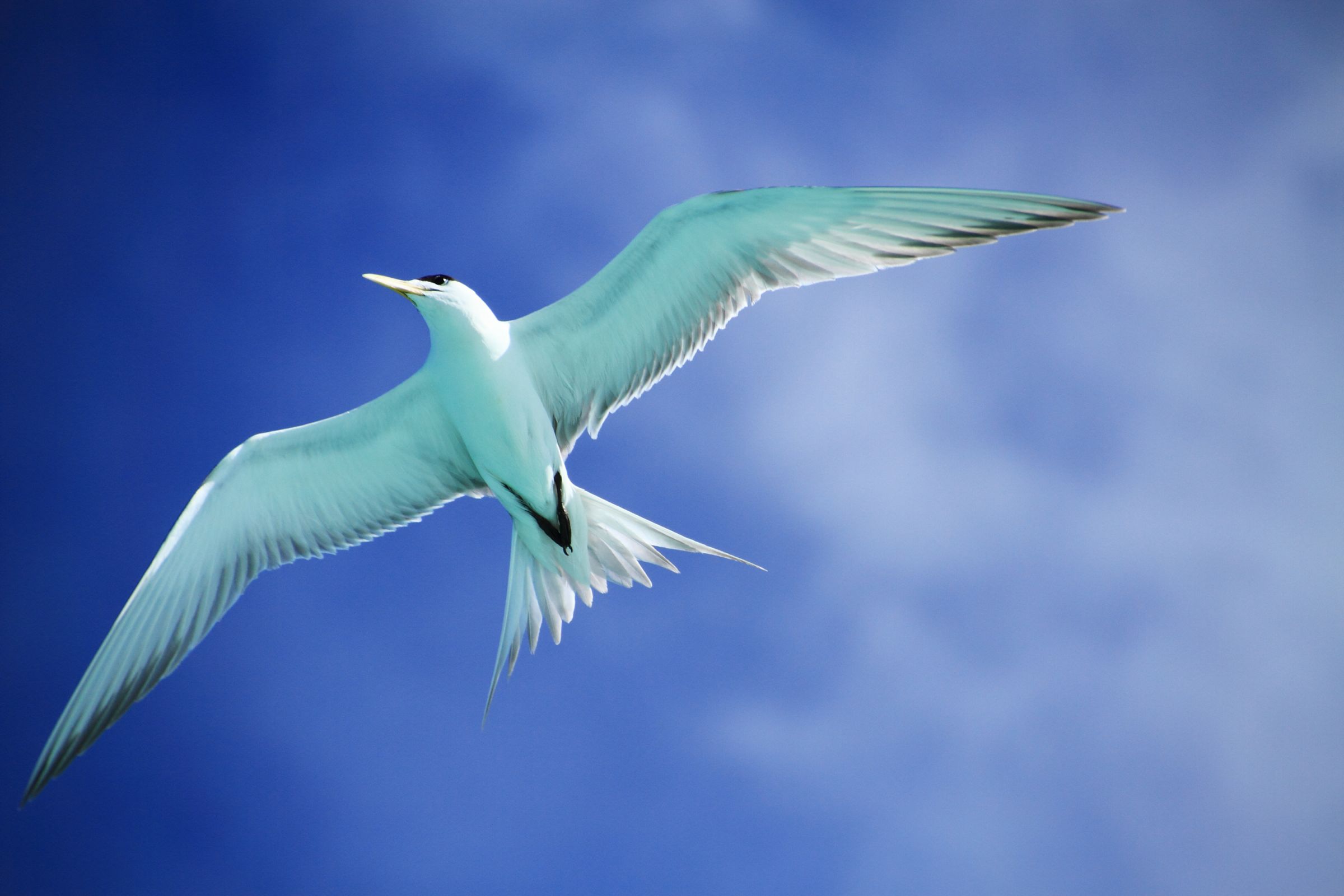 海の色に染まる鳥 | GANREF