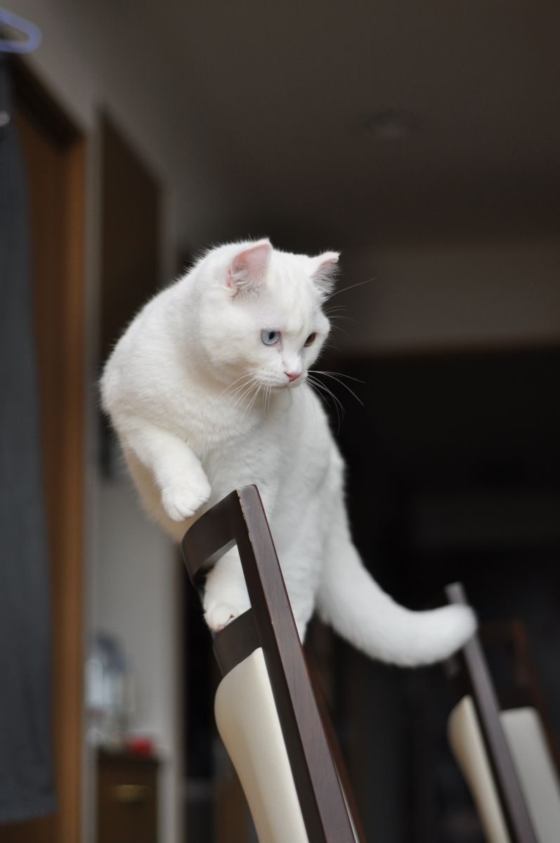 悪戯坊主  動物 ＞ 猫  GANREF