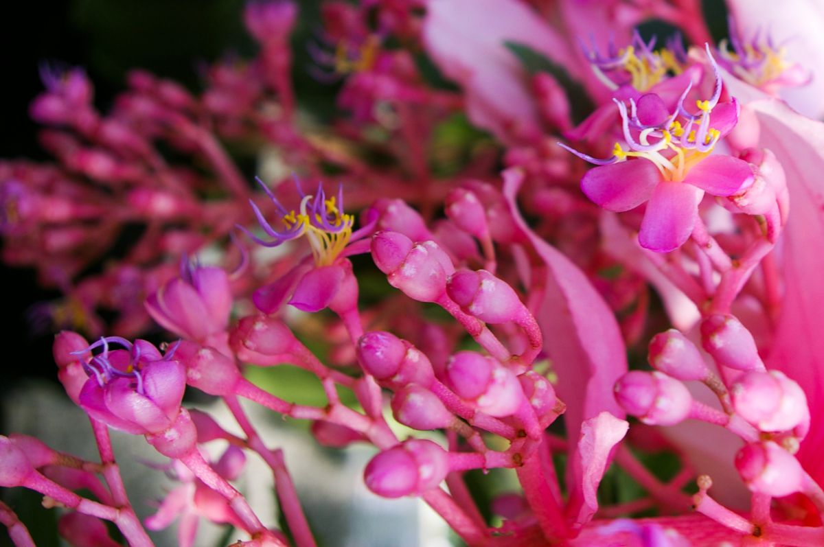 奇抜な形 植物 花 花びら Ganref