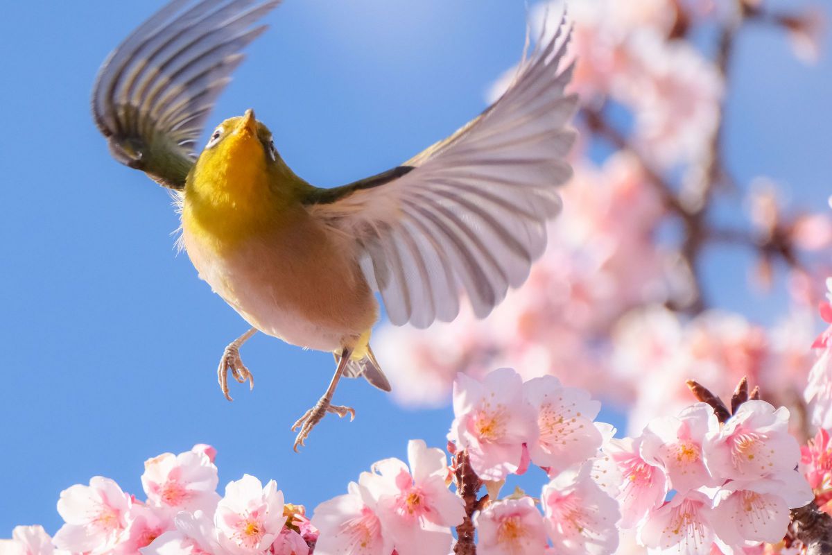 XF70-300mmF4-5.6 R LM OIS WRで撮影された写真 | 写真検索 | GANREF