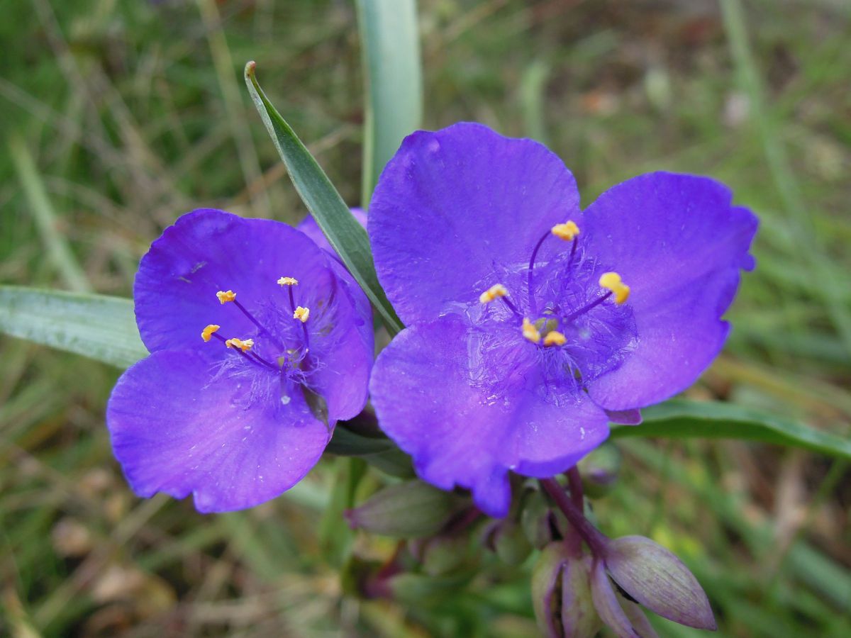 Blue Flowers | GANREF