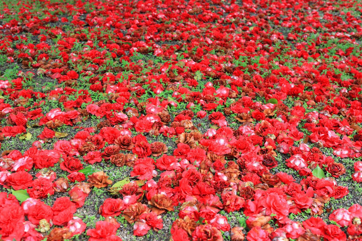 敷き詰める 植物 花 花びら Ganref