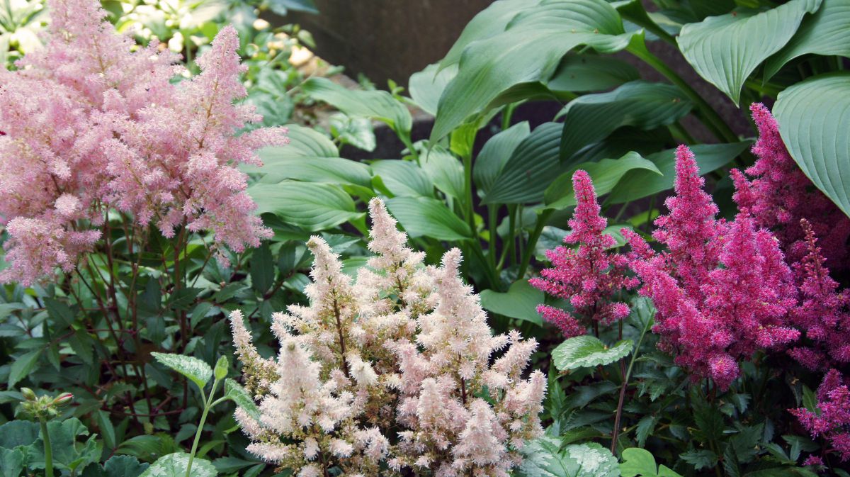 アスチルベ GANREF