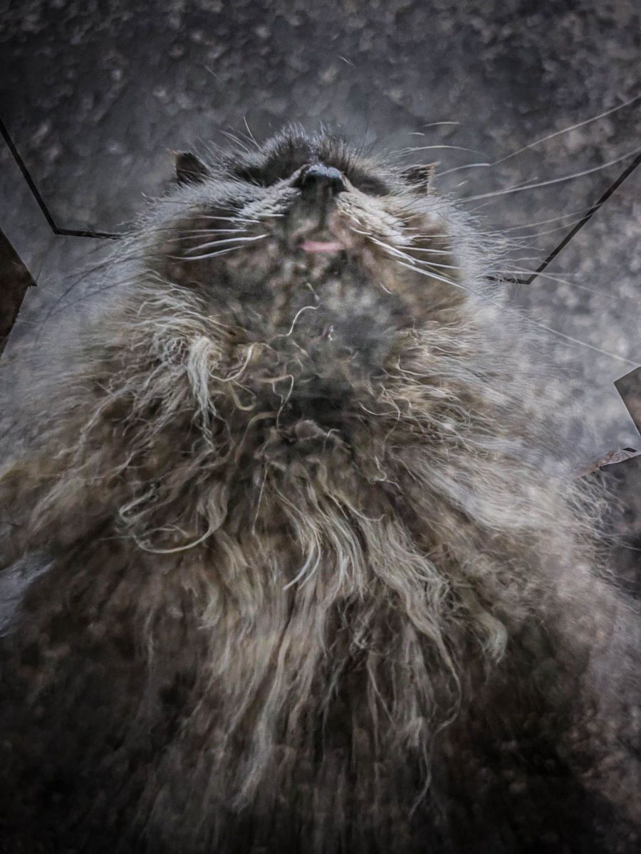 威圧感 動物 猫 Ganref