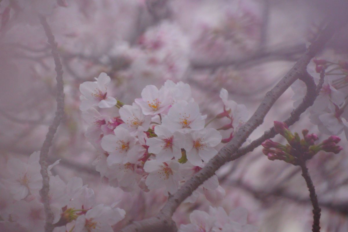 春霞 | GANREF