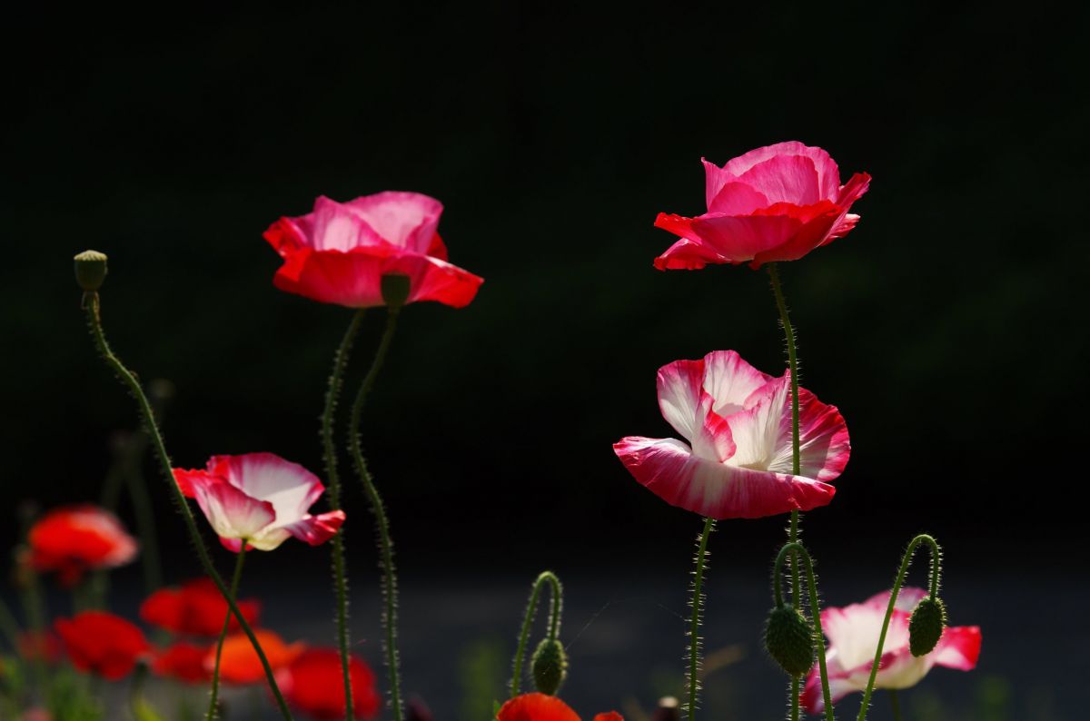 虞美人草 植物 花 花びら Ganref