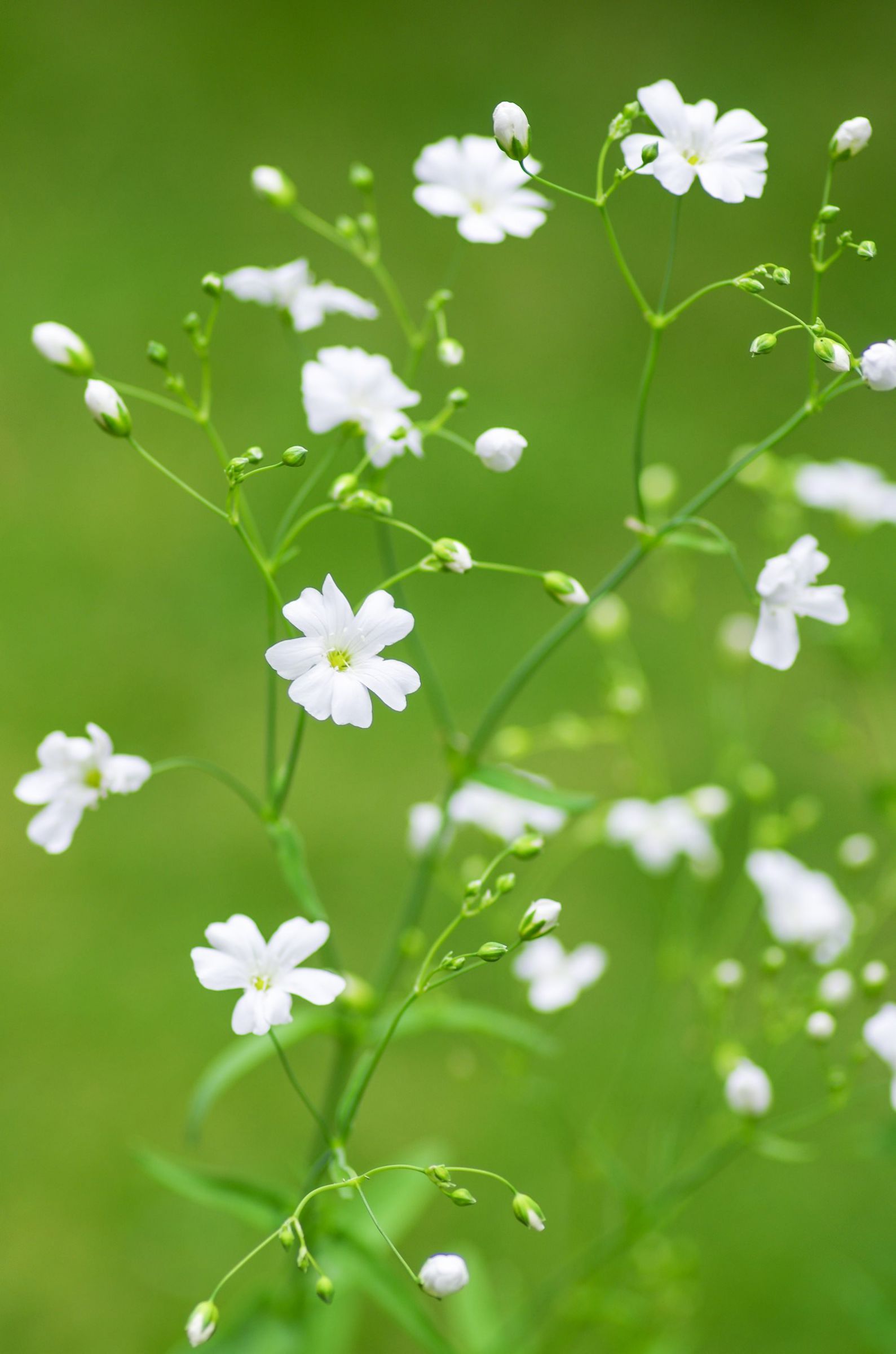 かすみ草 | GANREF