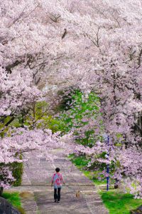 春の小川 | GANREF