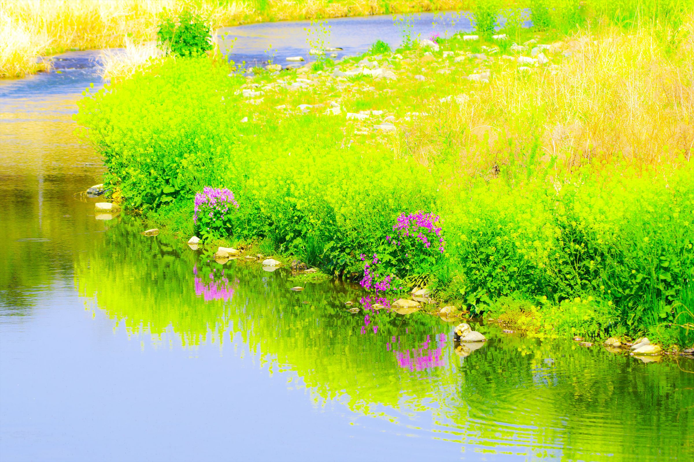 春の小川 春の小川 | GANREF