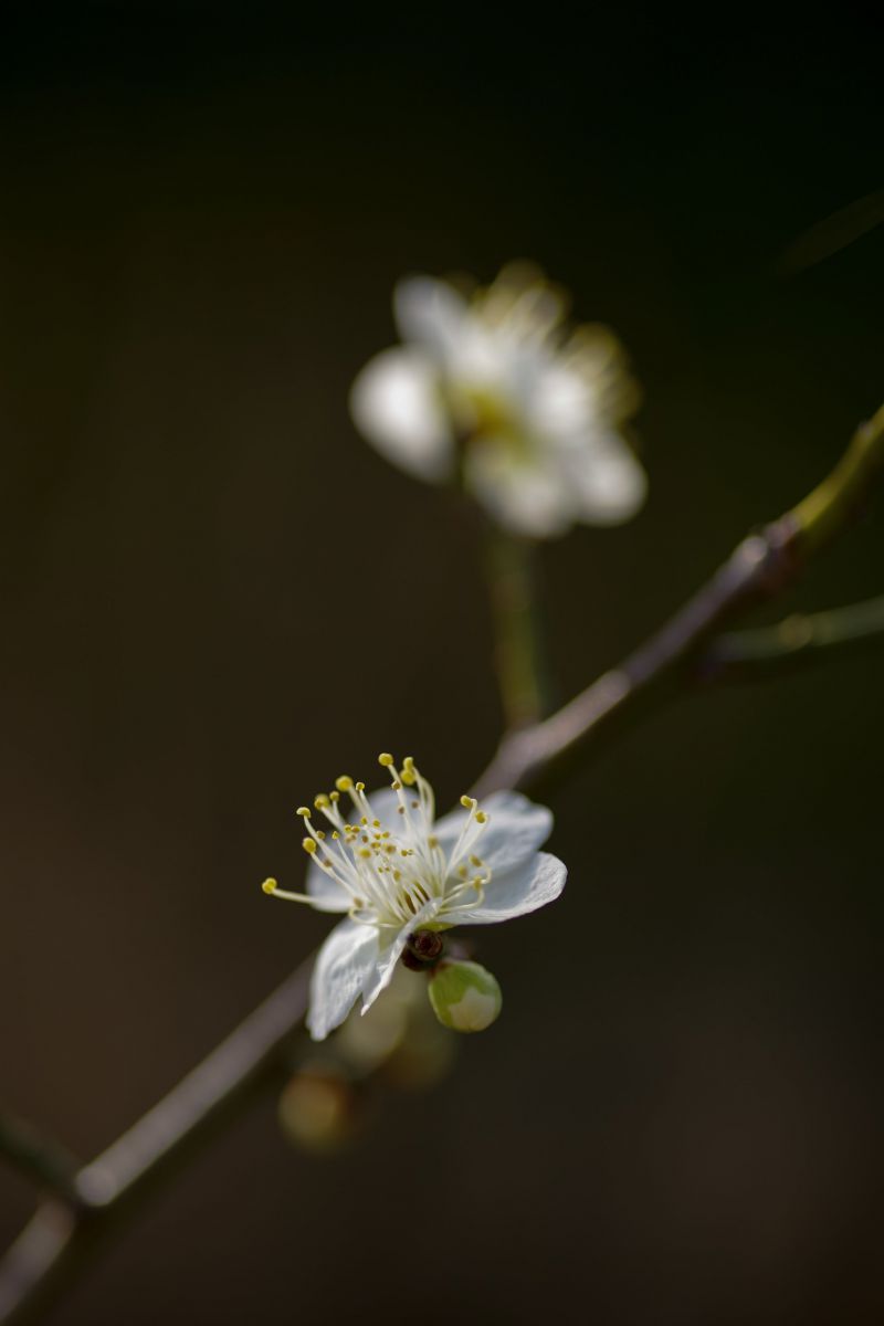 緑萼 りょくがく 植物 花 花びら Ganref