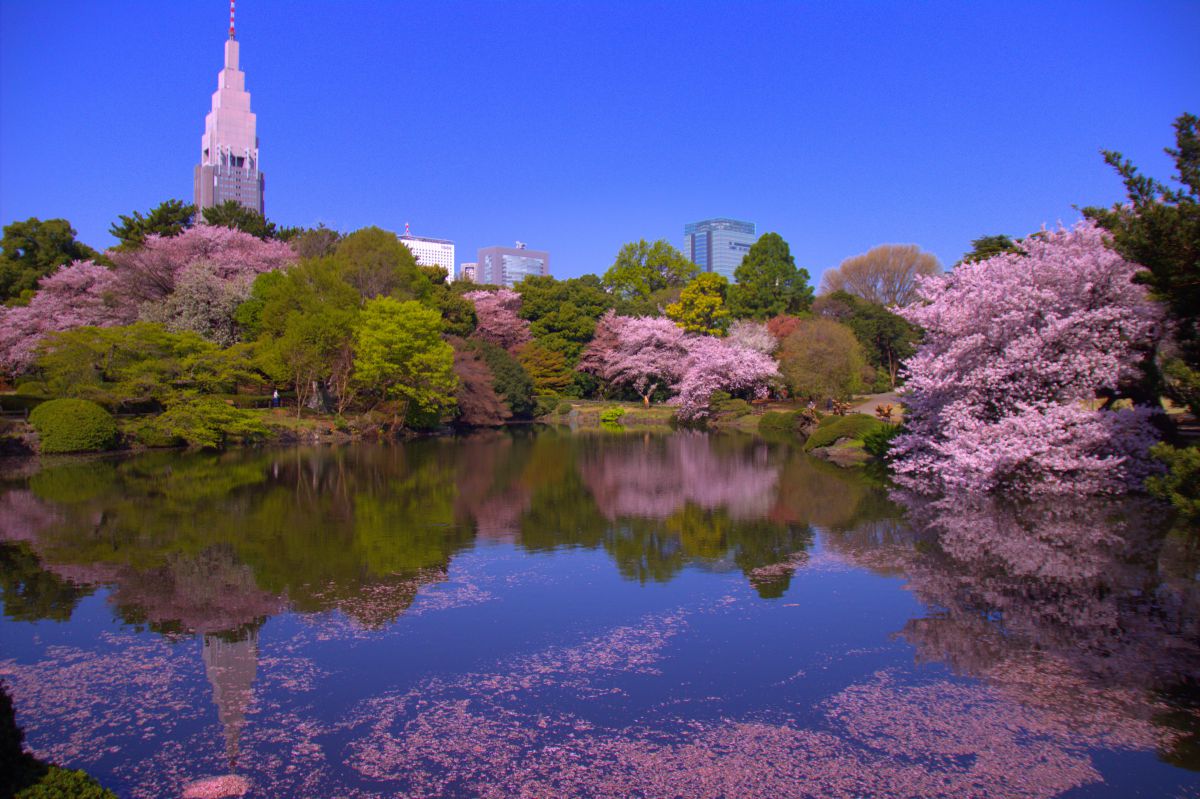 新宿御苑の桜 自然 風景 水辺 Ganref