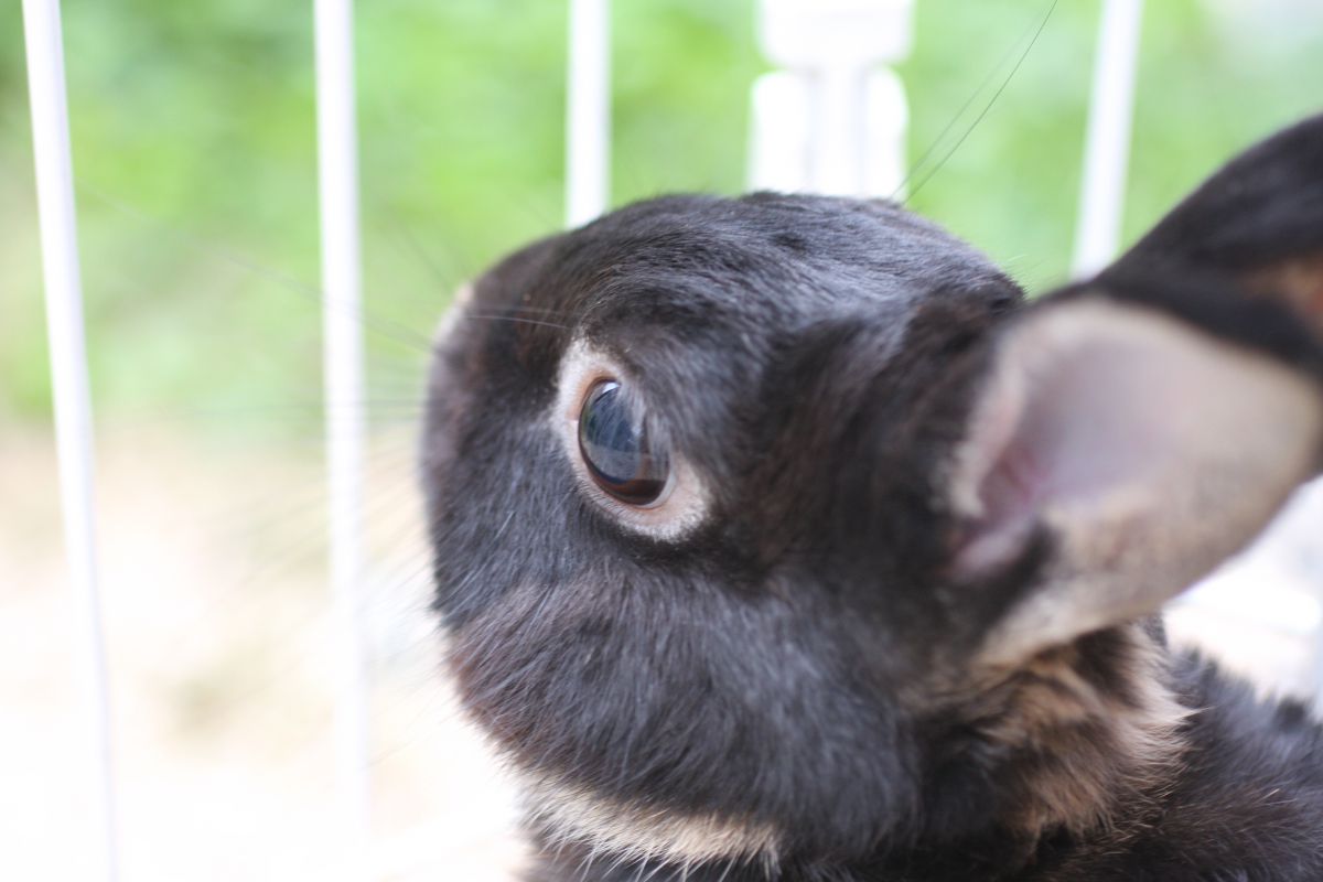 物思いにふける黒うさぎ 動物 小動物 Ganref
