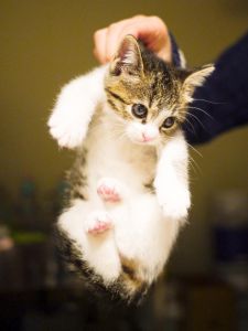 可愛い猫達 2aea3f505b5cbc84a0698dbb1ed1cd