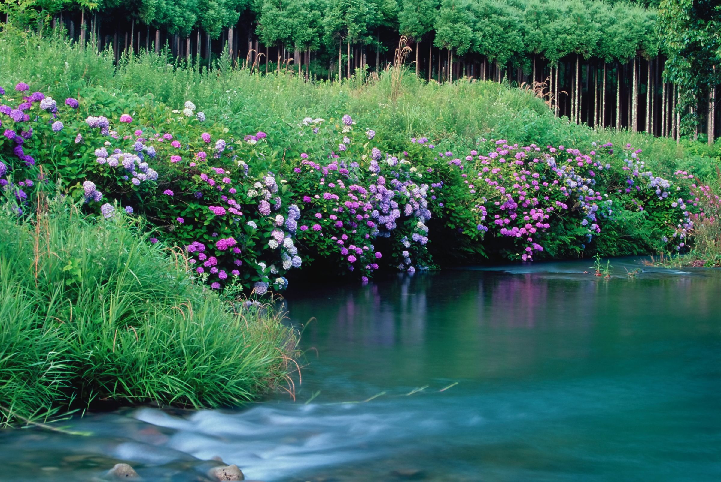 水辺に咲く | GANREF