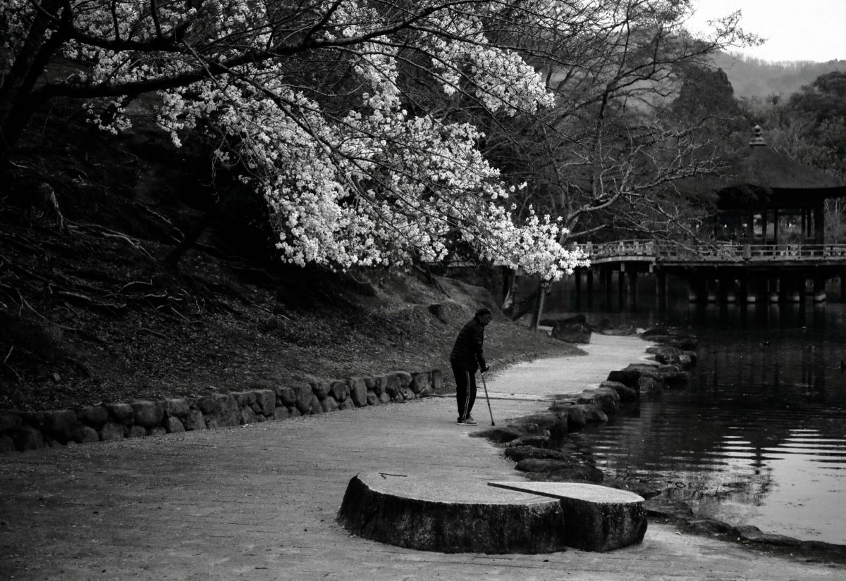 コブシの花とおじいさん 植物 樹木 Ganref