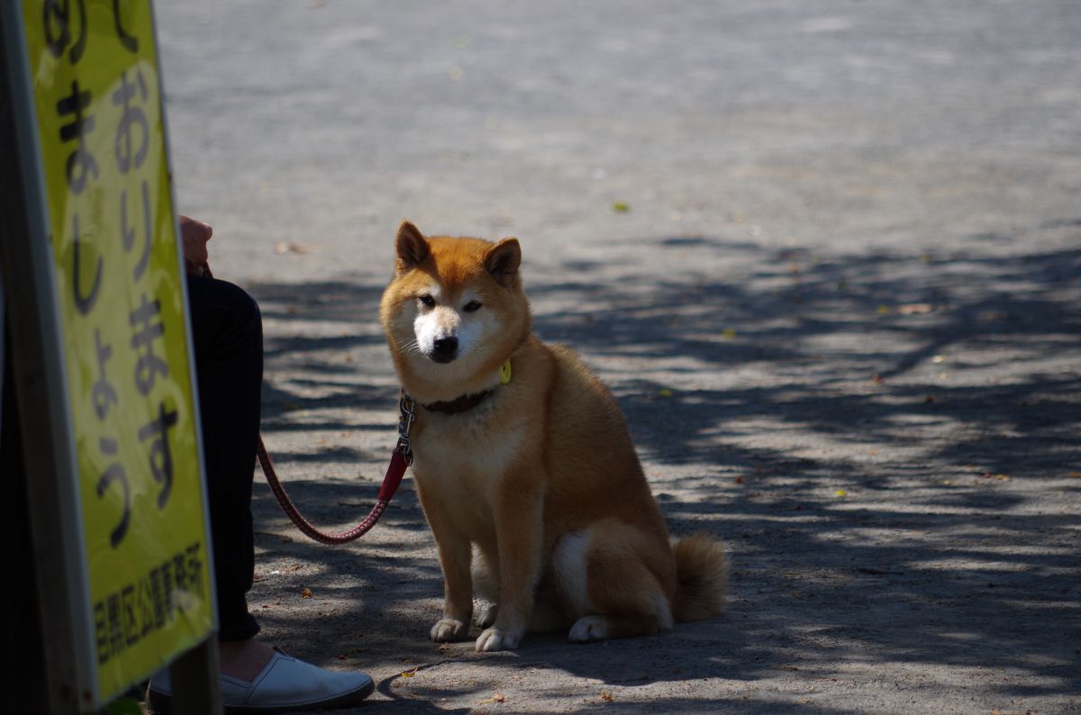 退屈だな 動物 犬 Ganref