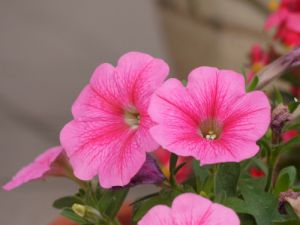 夏ピンク 植物 花 花びら Ganref