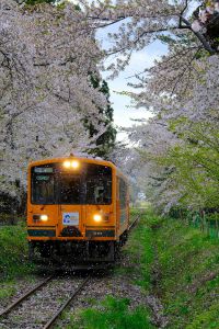 桜散る MDAwMDA2Nzg5NA_MC40NDQ5MTYwMCA