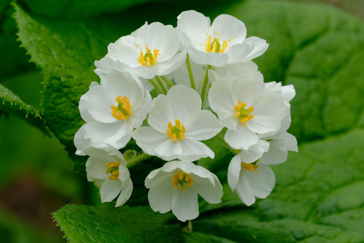 MDAwMDA2Nzg5NA_MC43Mjk5MzgwMCA