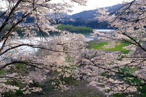桜散る津軽鉄道 | GANREF
