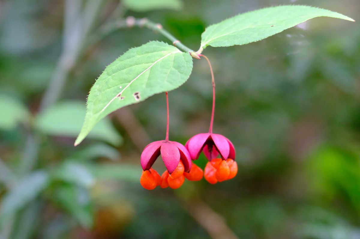 山採りヤマモミジツリバナ コツ　H220cm W60cm MDAwMDA2Nzg5NA_MC4xMDM1NzMwMCA