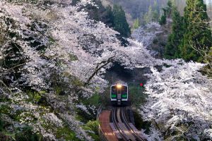 桜散る津軽鉄道 | GANREF