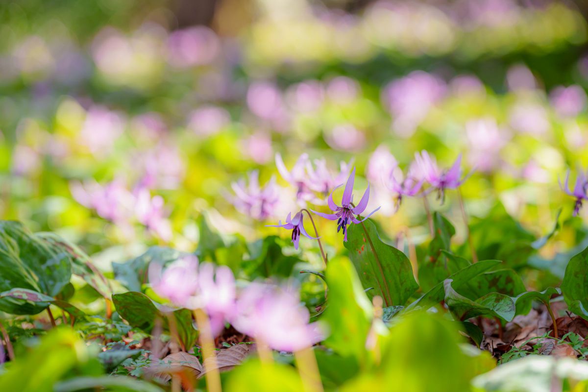purple & green | GANREF