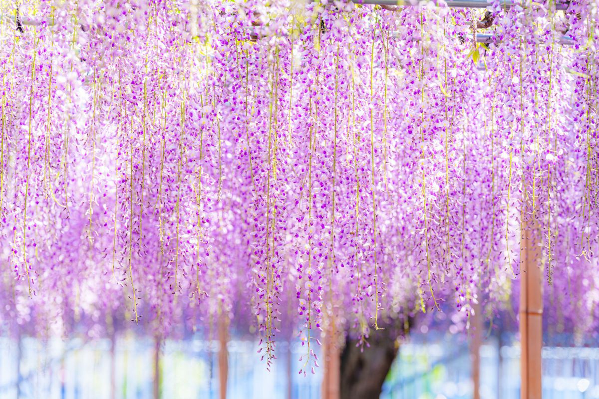 purple | GANREF
