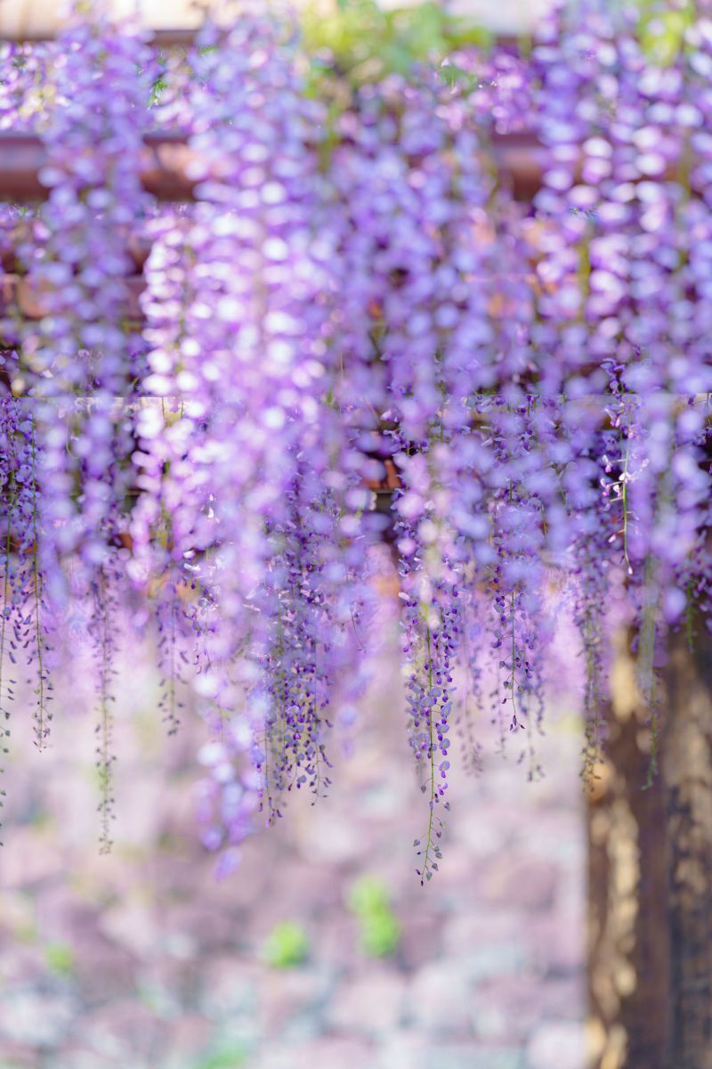 purple | GANREF