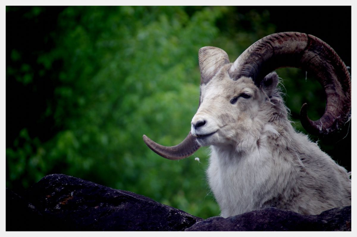 アメリカの山羊 動物 家畜 Ganref