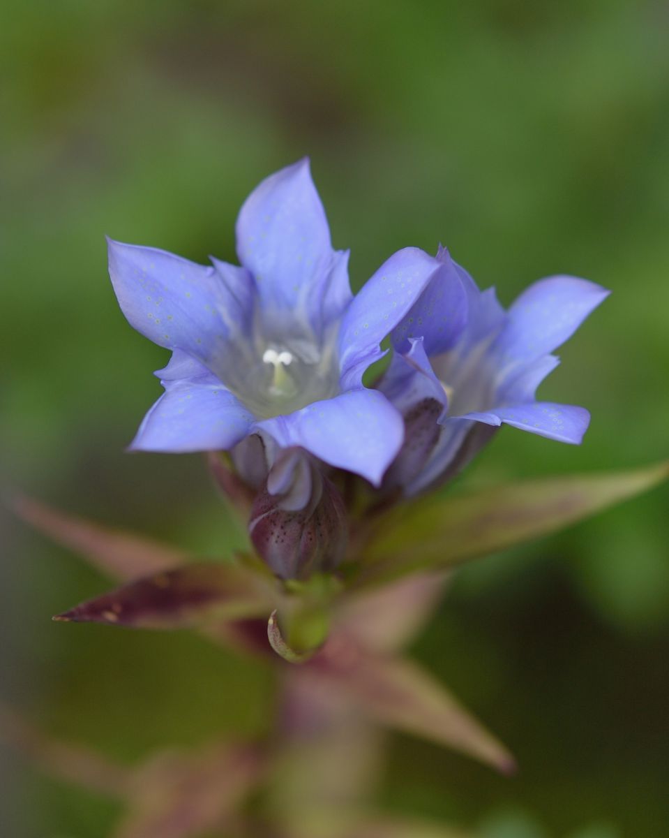 リンドウ色 植物 花 花びら Ganref